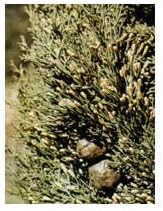 Tsa Cupressus Semper 50ml