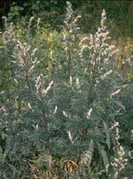 Tsa Artemisia Vulgaris 50ml
