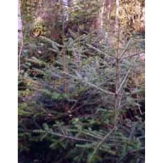 Msa Abies Pectinata 50 мл