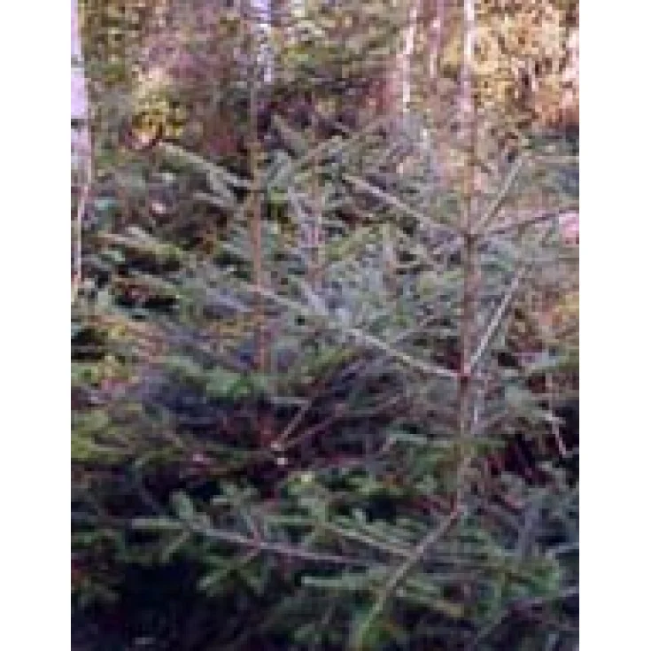 Msa Abies Pectinata 50 мл
