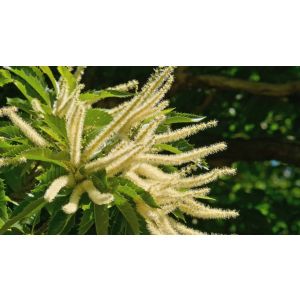 Цветы батата «Сладкий каштан» (оригинальные), 20 мл